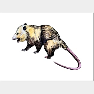 opossum Posters and Art